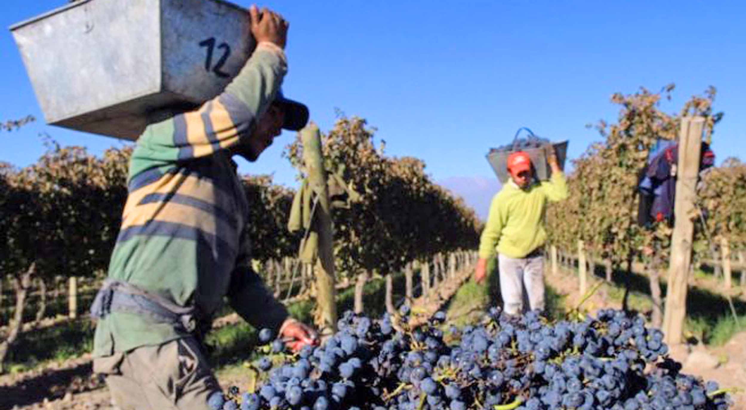 En La Rioja necesitan 3.000 cosecheros, pero sólo se presentaron 3 interesados